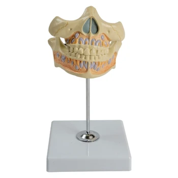 Анатомическая модель постоянного зуба, модель зубов для домашней клиники D5QC